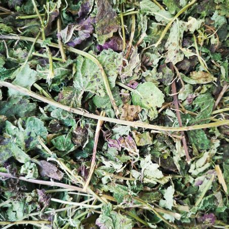 Zitronenmelisse Kraut