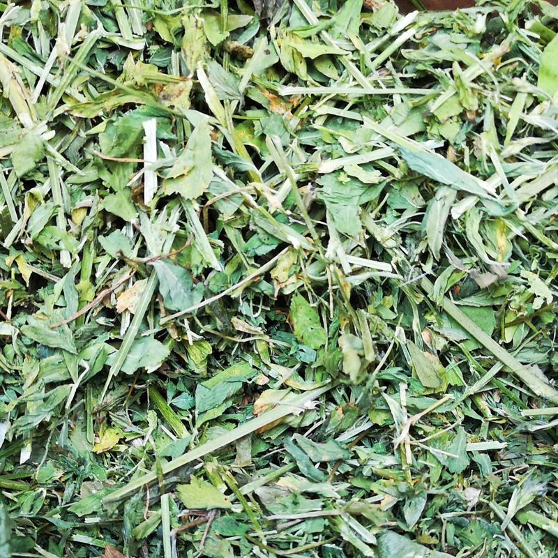 Luzernekraut