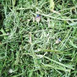 Kornblumenkraut