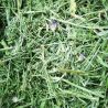 Kornblumenkraut