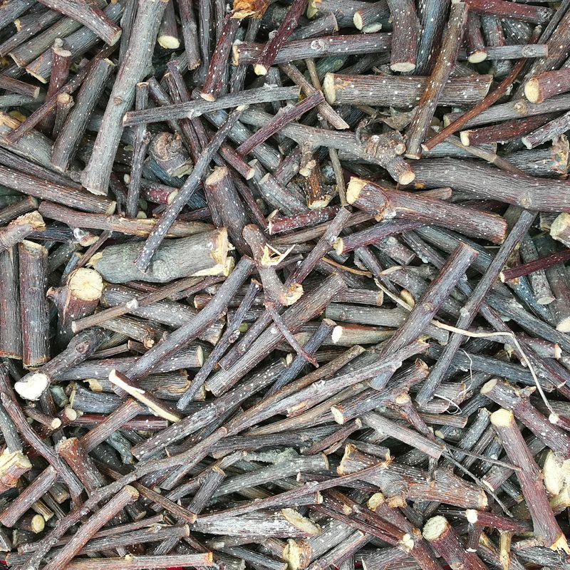 Schwarze Johannisbeerzweige