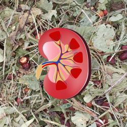 Kräutermischung für die Harnwege