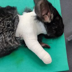 Selbstklebende elastische Binde 5