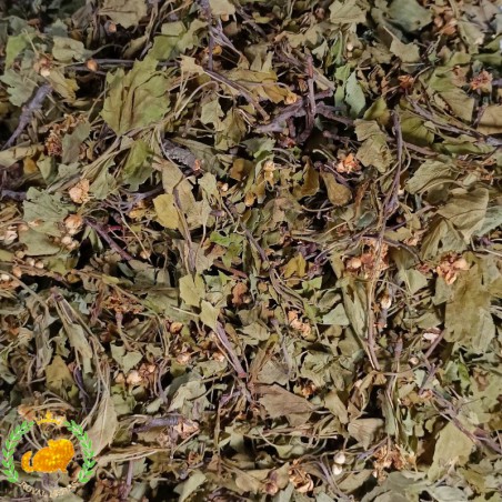 Blütenstand des Weißdorns