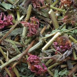 Purpur-Sonnenhutkraut
