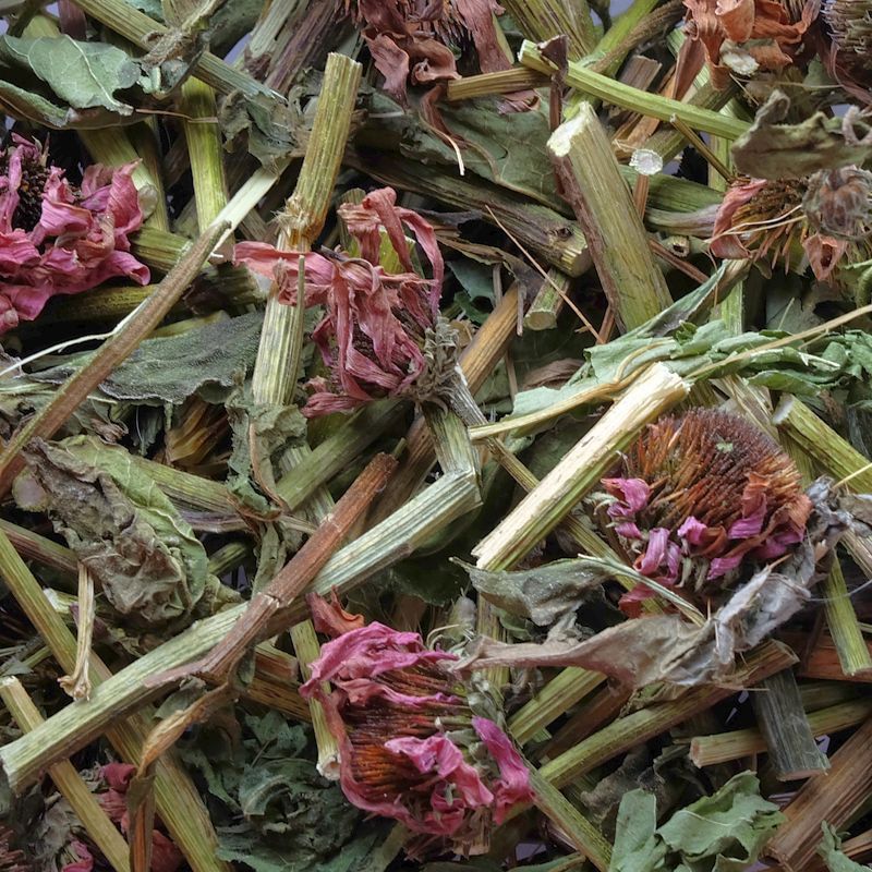 Purpur-Sonnenhutkraut
