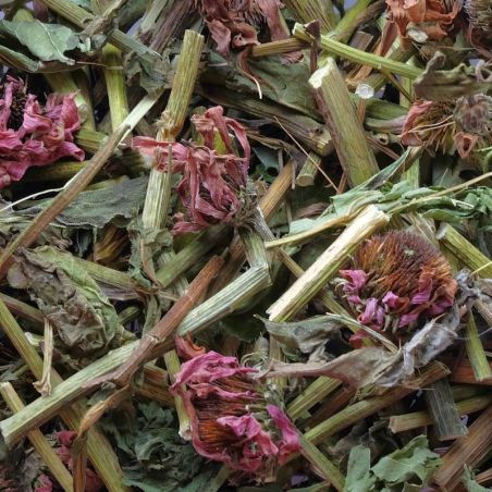 Purpur-Sonnenhutkraut