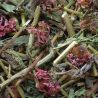 Purpur-Sonnenhutkraut