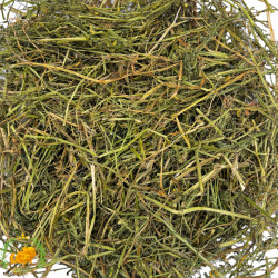 Bratek ziele - fiołek trójbarwny