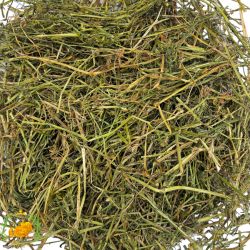 Stiefmütterchenkraut – Wildes Stiefmütterchen