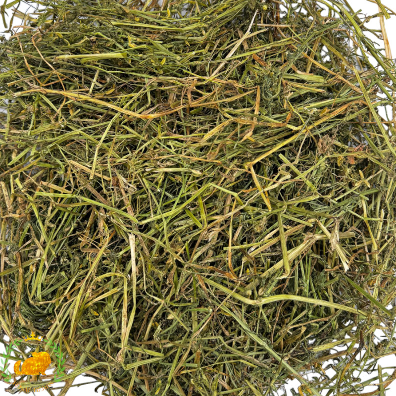 Bratek ziele - fiołek trójbarwny