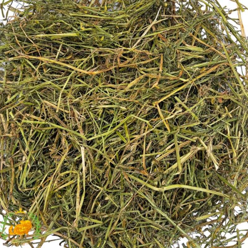 Stiefmütterchenkraut – Wildes Stiefmütterchen