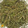Stiefmütterchenkraut – Wildes Stiefmütterchen
