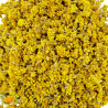 Strohblumenblüten