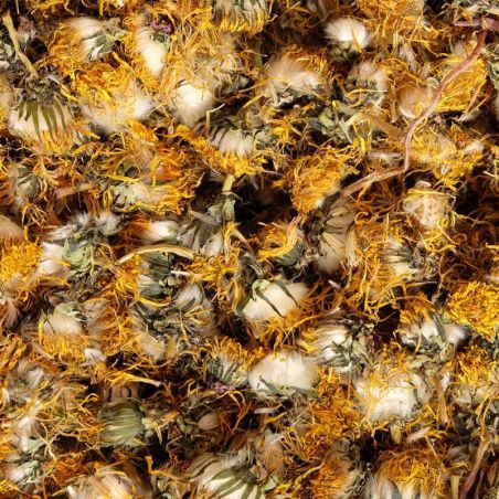 Löwenzahnblume