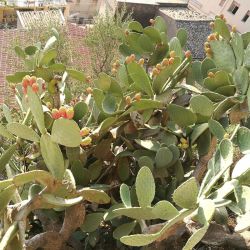Feigenkaktusblüte