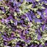 Malvenkraut mit Blume