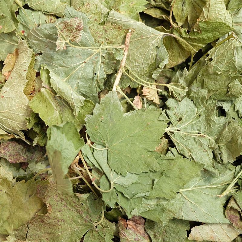 Johannisbeerblatt